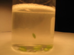 exp5